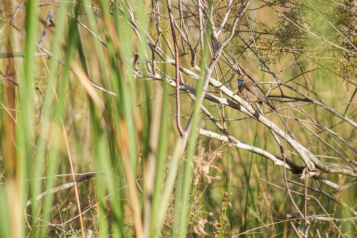 Bluethroat (White-spotted) - ML642147363