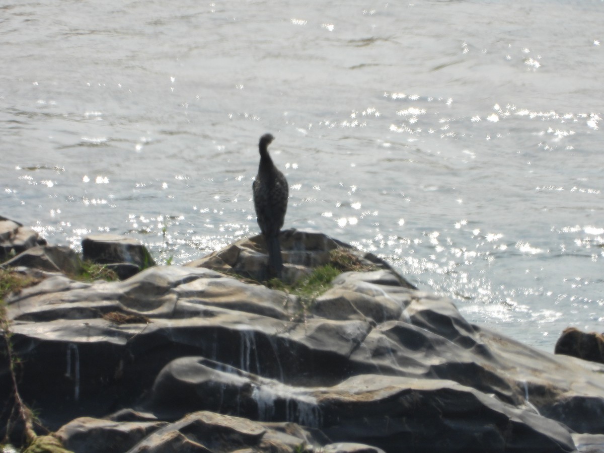 Reed Cormorant - ML642147365