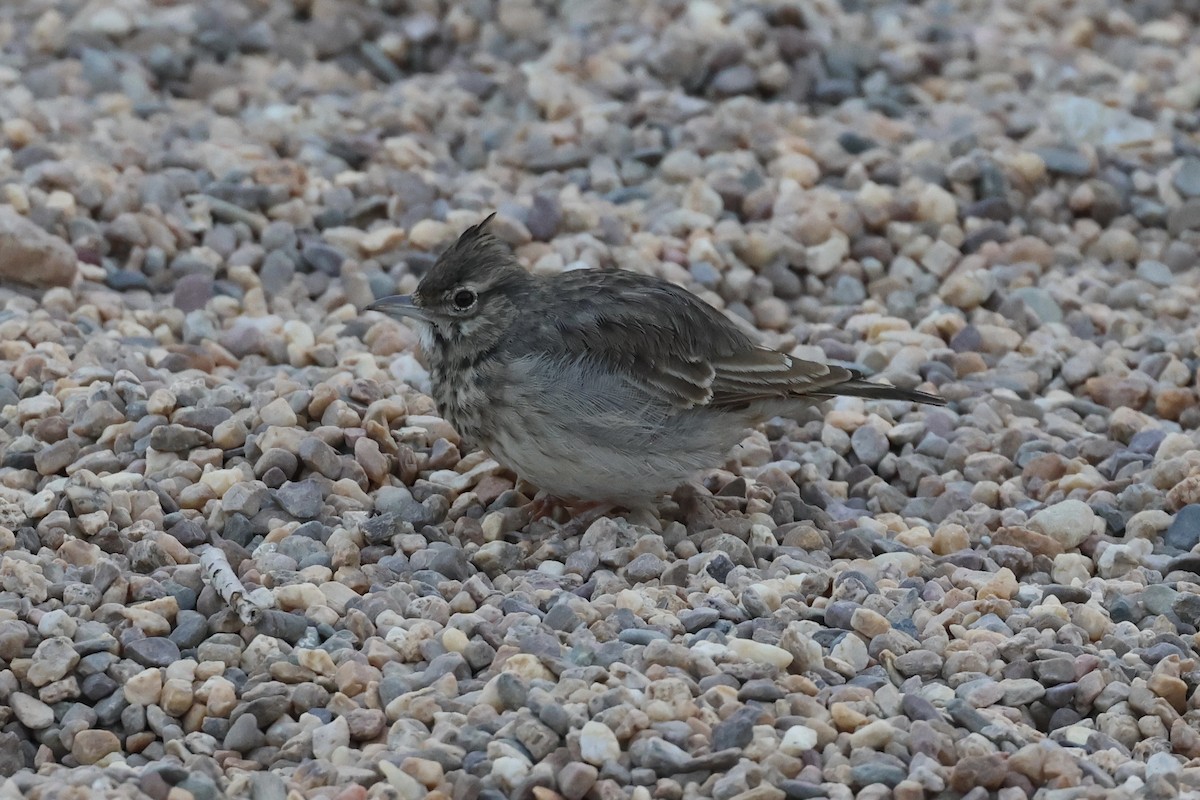 Thekla's/Crested Lark - ML642147395