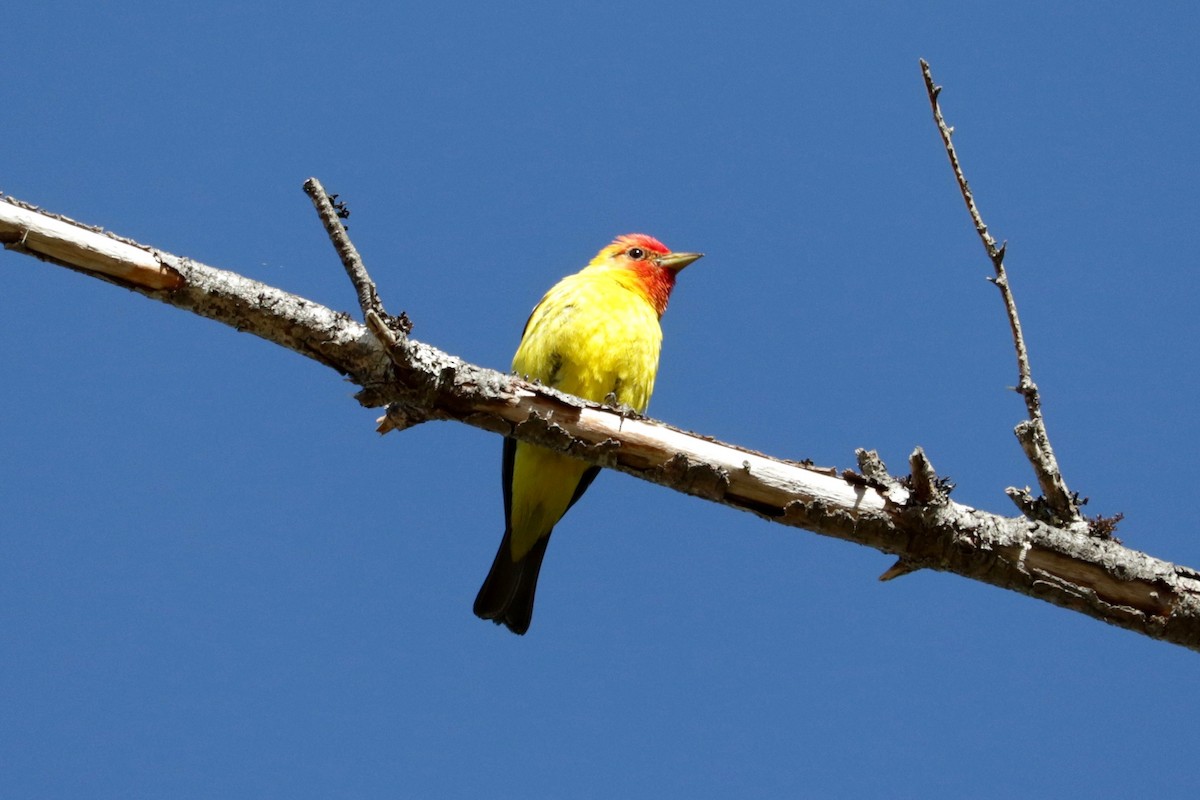 Western Tanager - ML642147408
