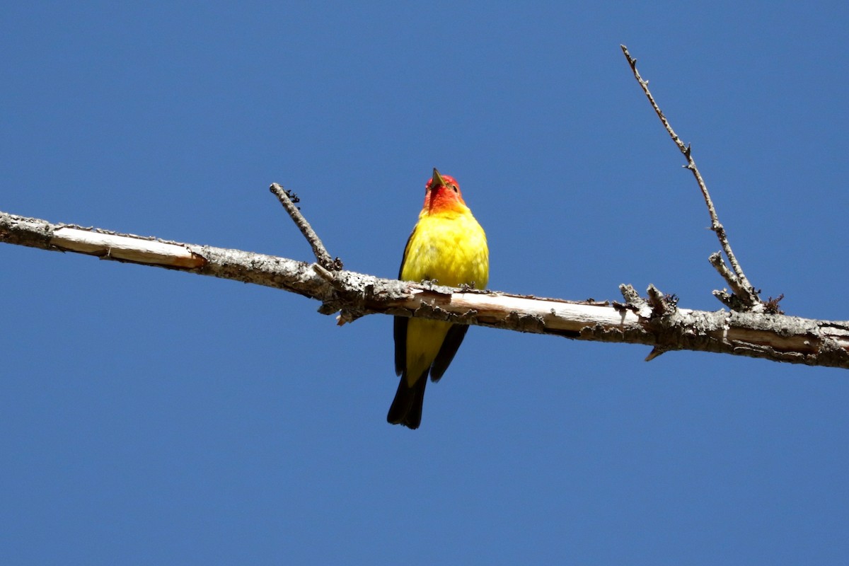 Western Tanager - ML642147410