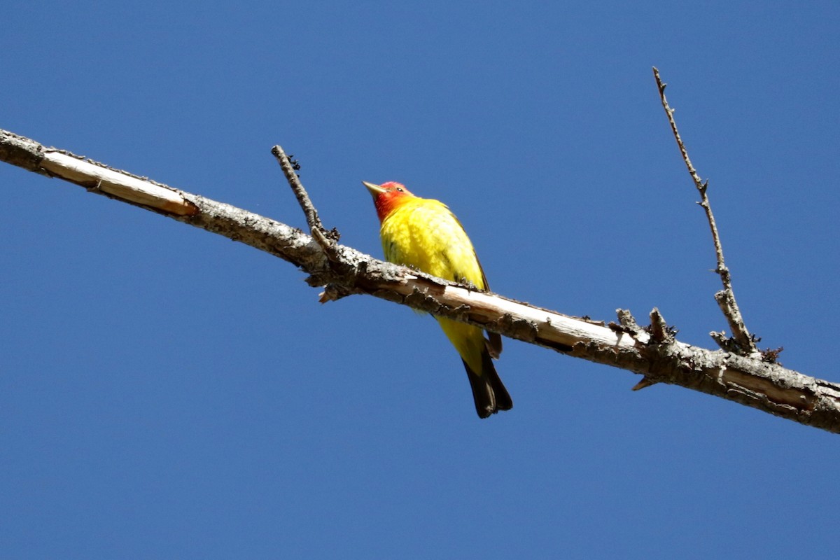 Western Tanager - ML642147411