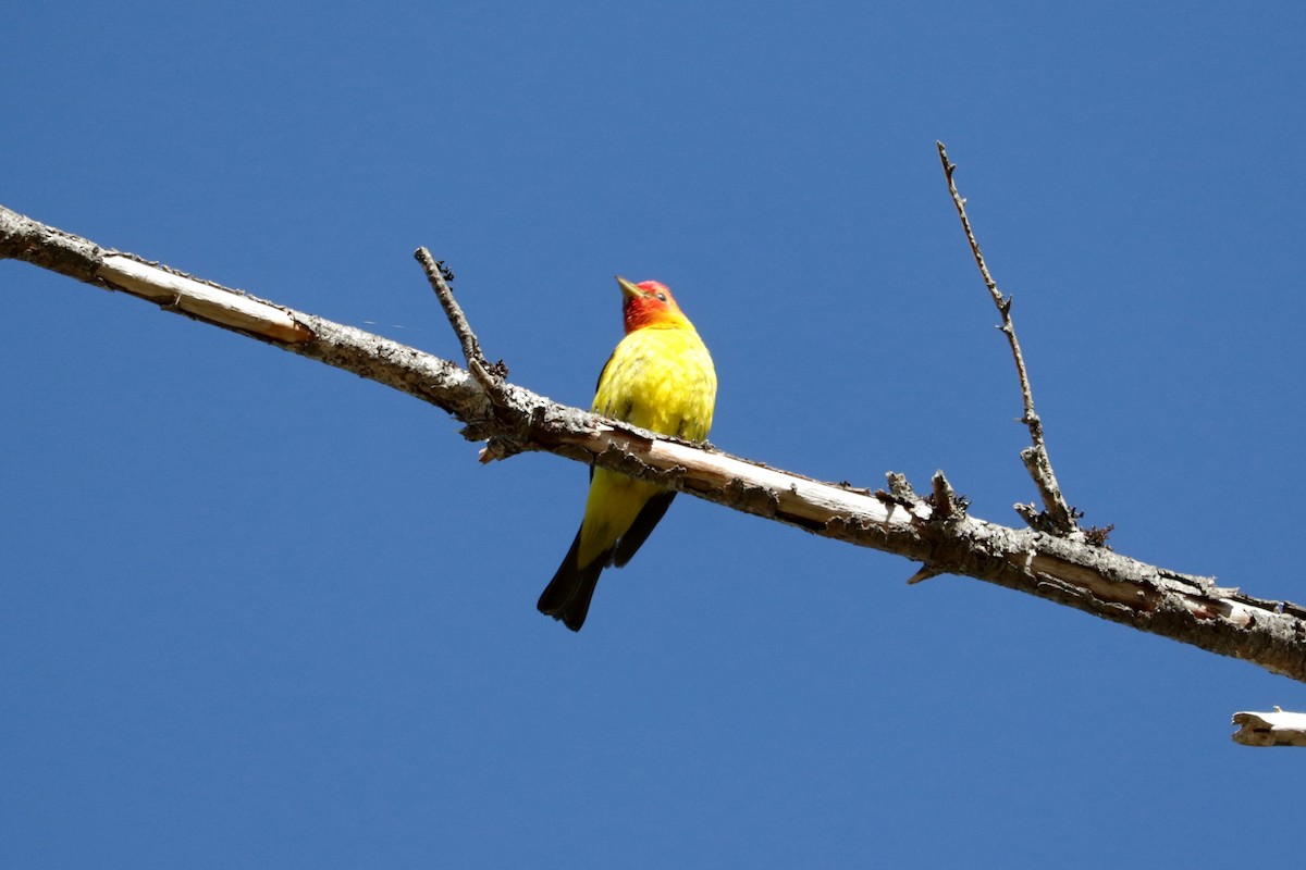 Western Tanager - ML642147412