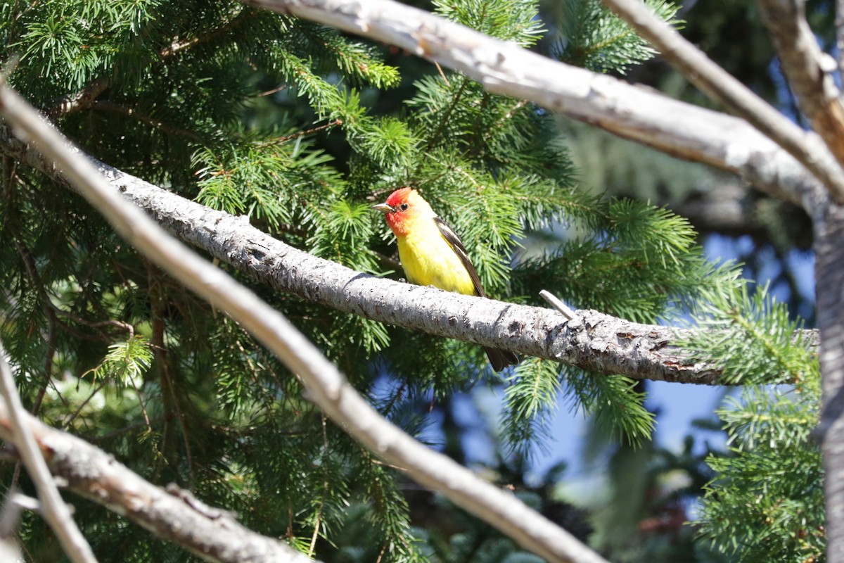 Western Tanager - ML642147413