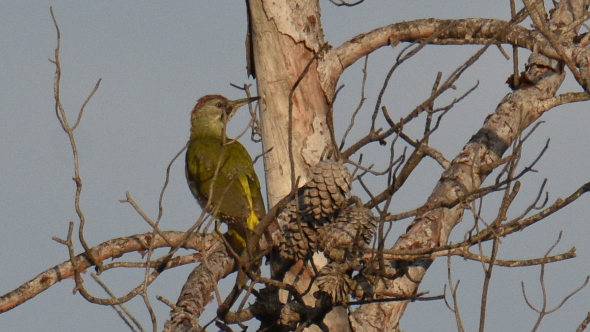 Iberian Green Woodpecker - ML642147418