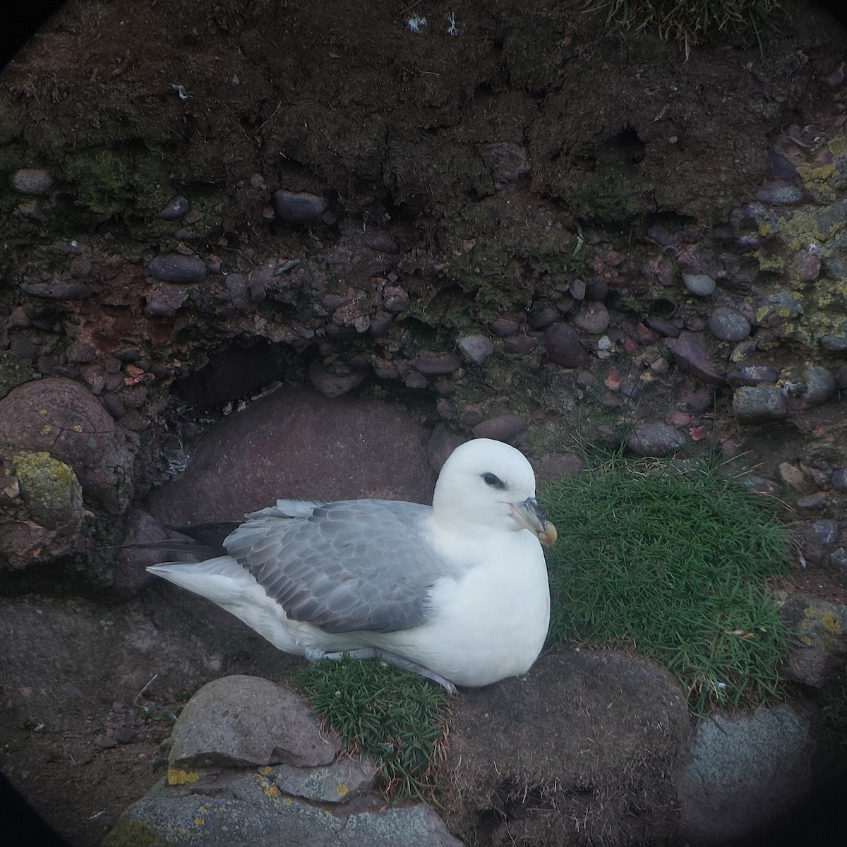 Northern Fulmar - ML642147444