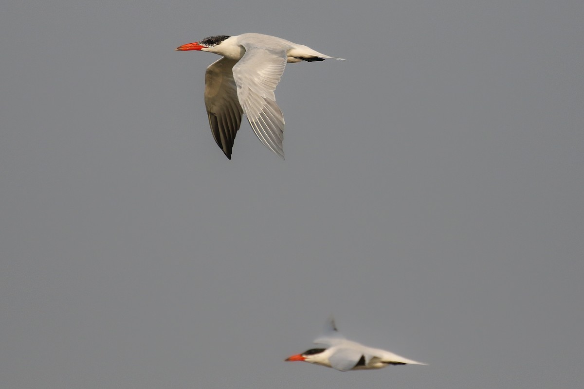 Caspian Tern - ML642147448