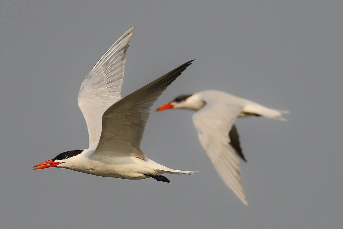 Caspian Tern - ML642147449