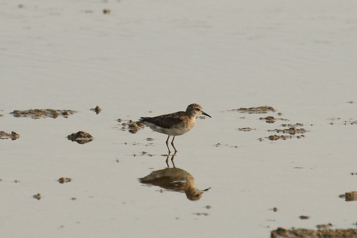 Long-toed Stint - ML642147452