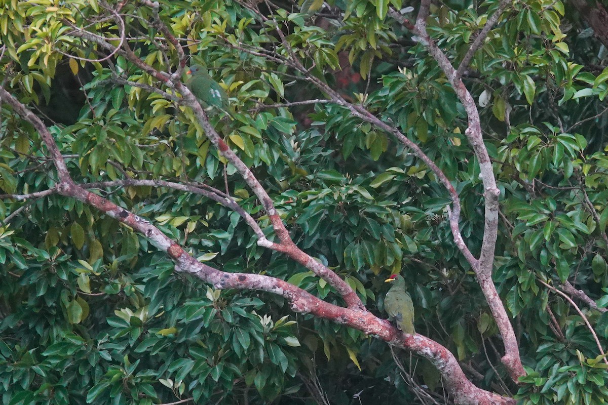 White-breasted Fruit-Dove - ML642147455