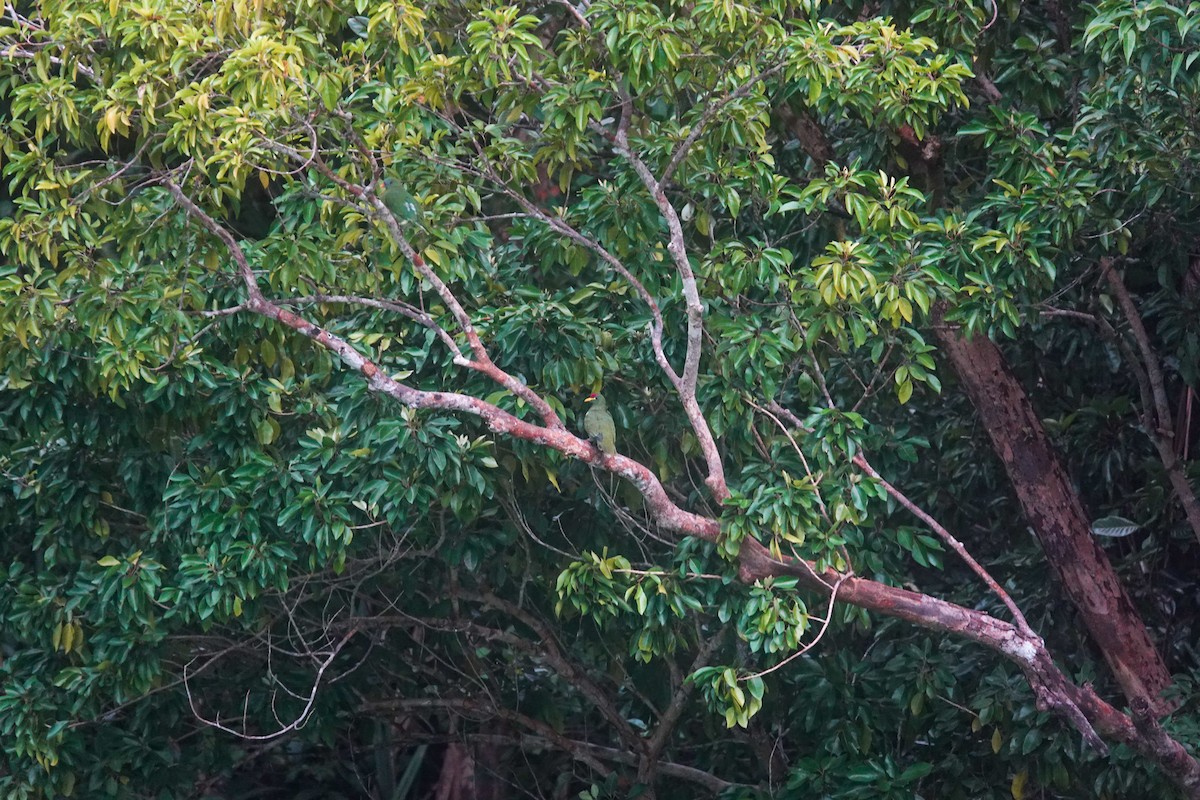 White-breasted Fruit-Dove - ML642147456