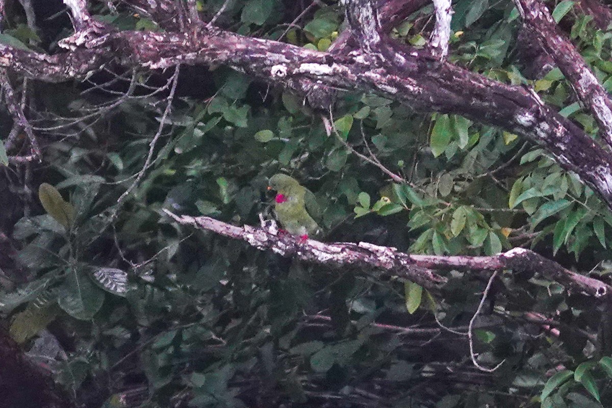 Claret-breasted Fruit-Dove - ML642147458