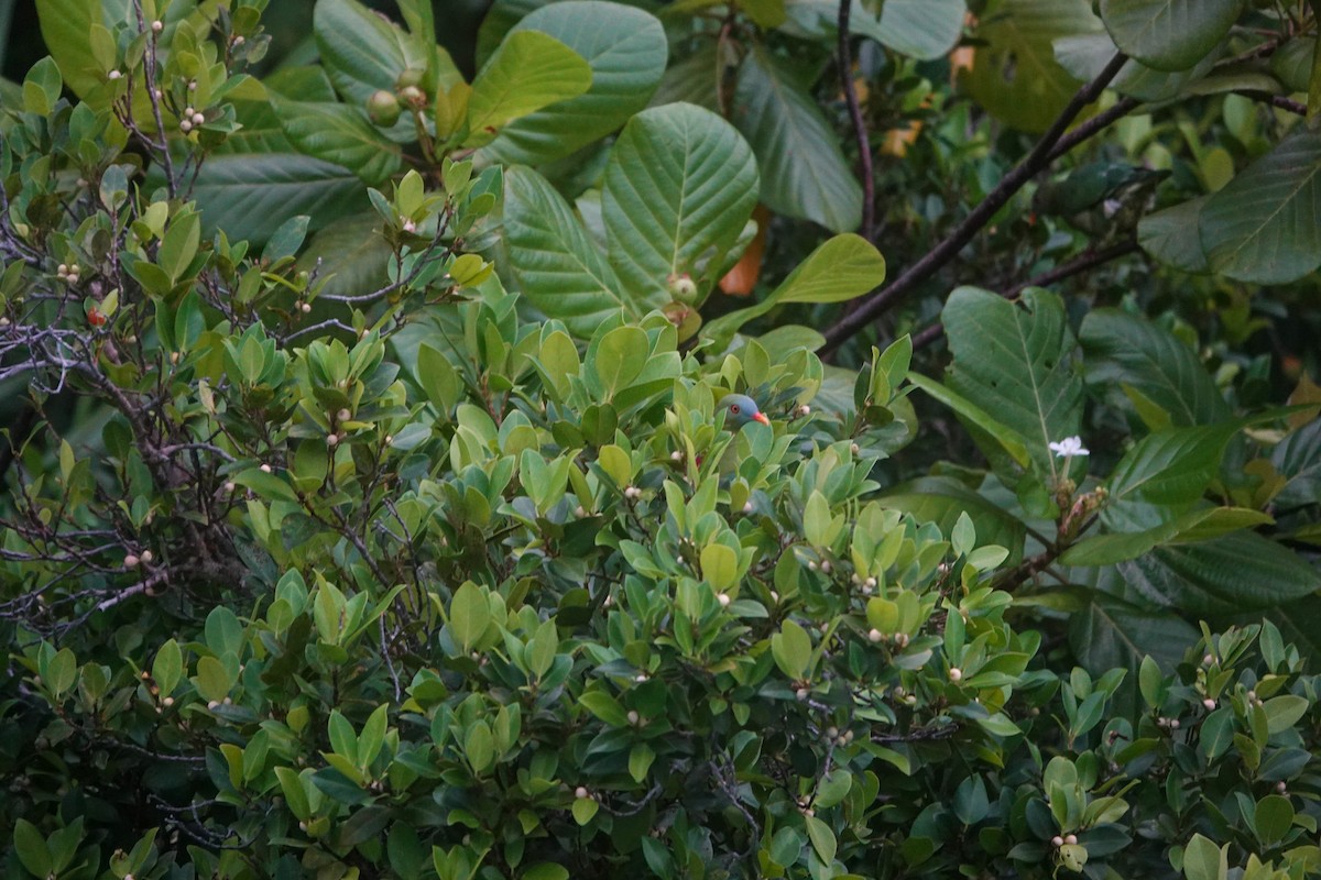 Claret-breasted Fruit-Dove - ML642147459