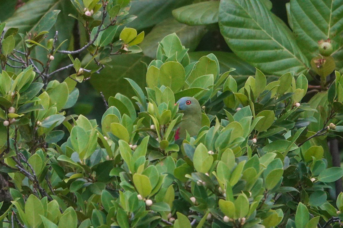 Claret-breasted Fruit-Dove - ML642147460