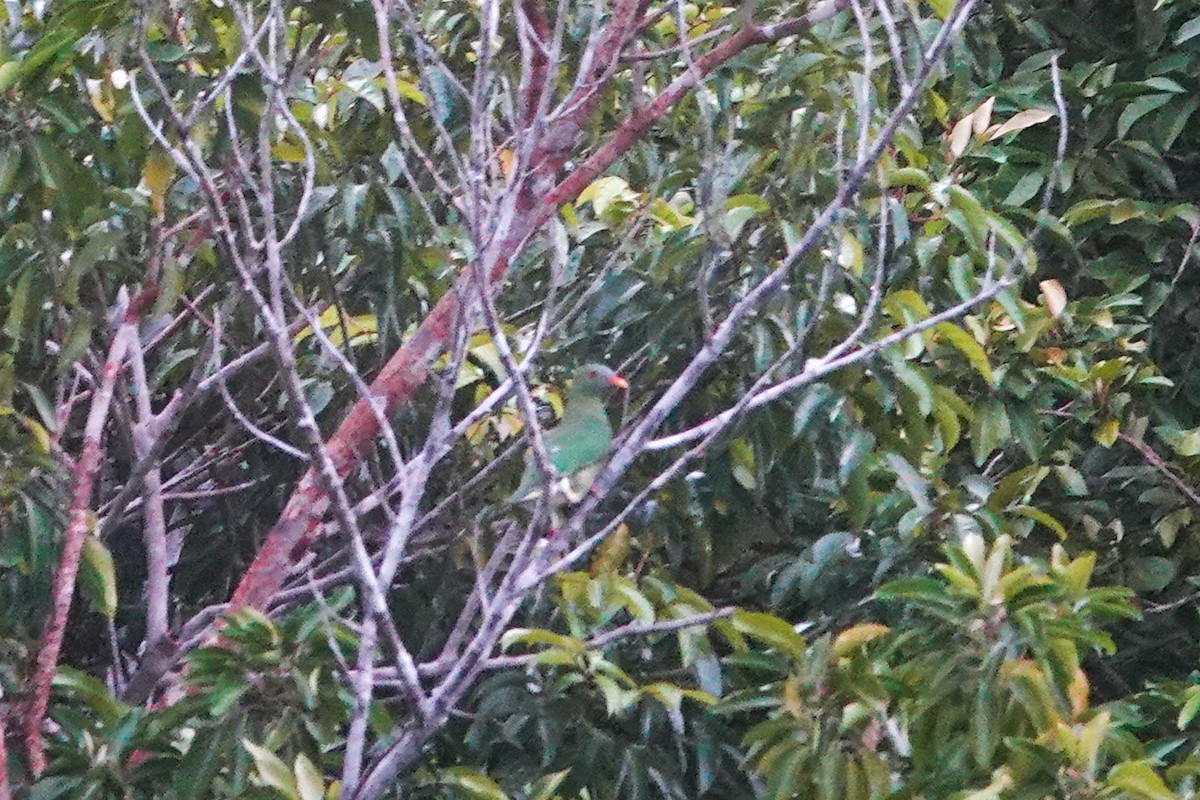 Claret-breasted Fruit-Dove - ML642147461