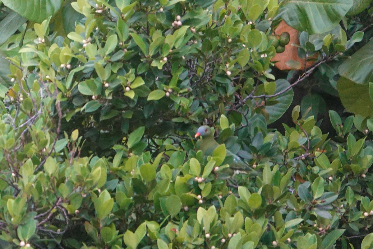 Claret-breasted Fruit-Dove - ML642147462