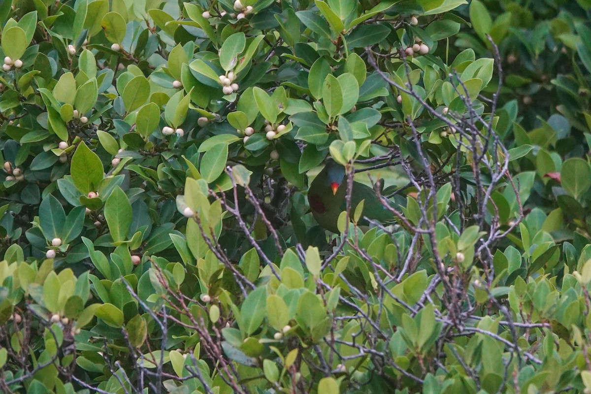 Claret-breasted Fruit-Dove - ML642147463