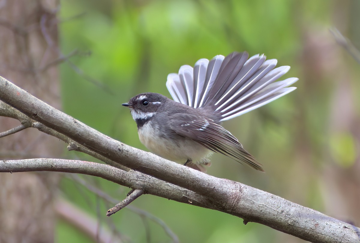 Gray Fantail - ML642147495
