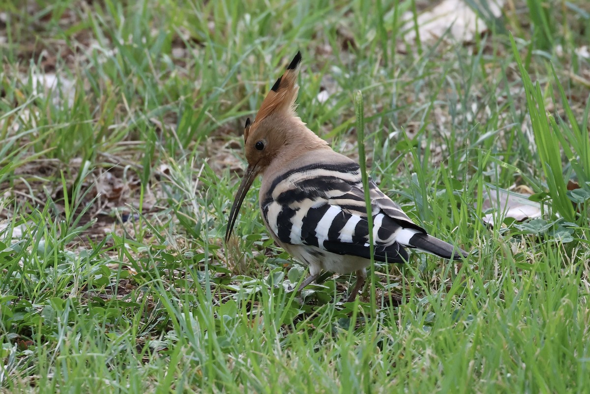 ヤツガシラ - ML642147527