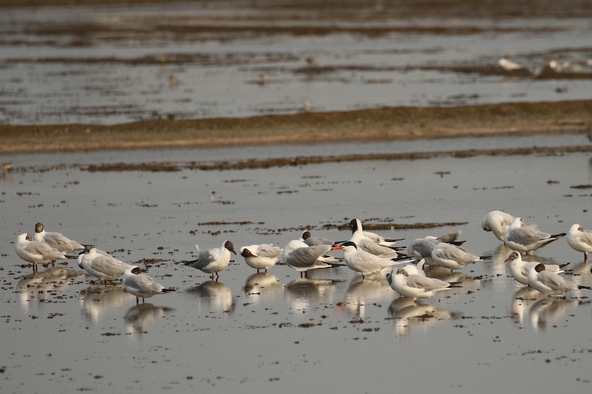 Brown-headed Gull - ML642147529