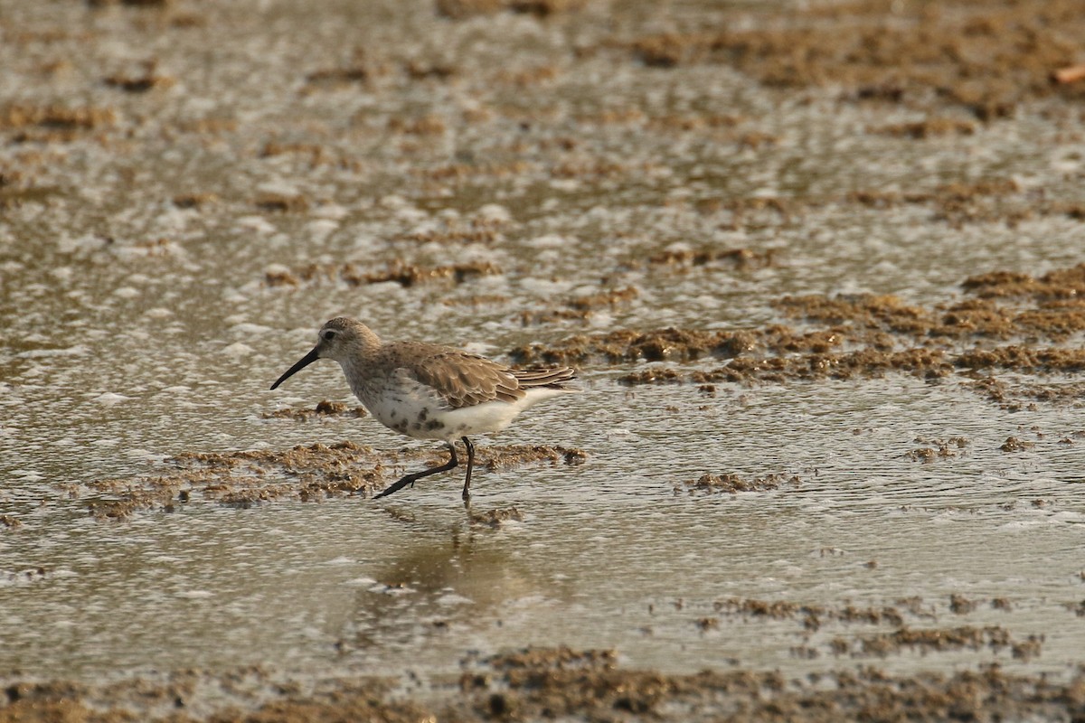 Dunlin - ML642147541