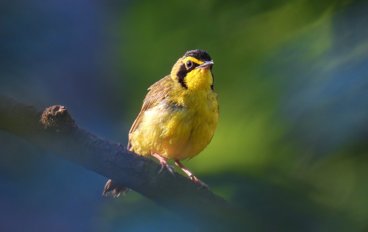 Kentucky Warbler - ML642147546