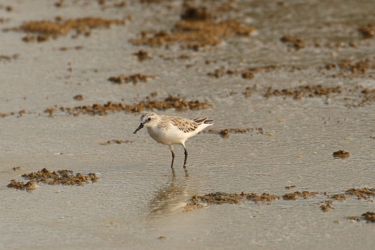 Red-necked Stint - ML642147557