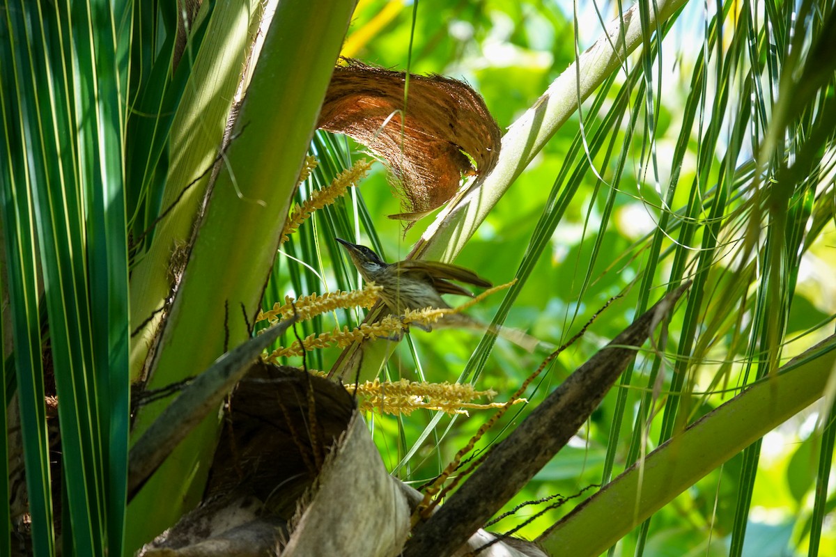 Varied Honeyeater - ML642147558