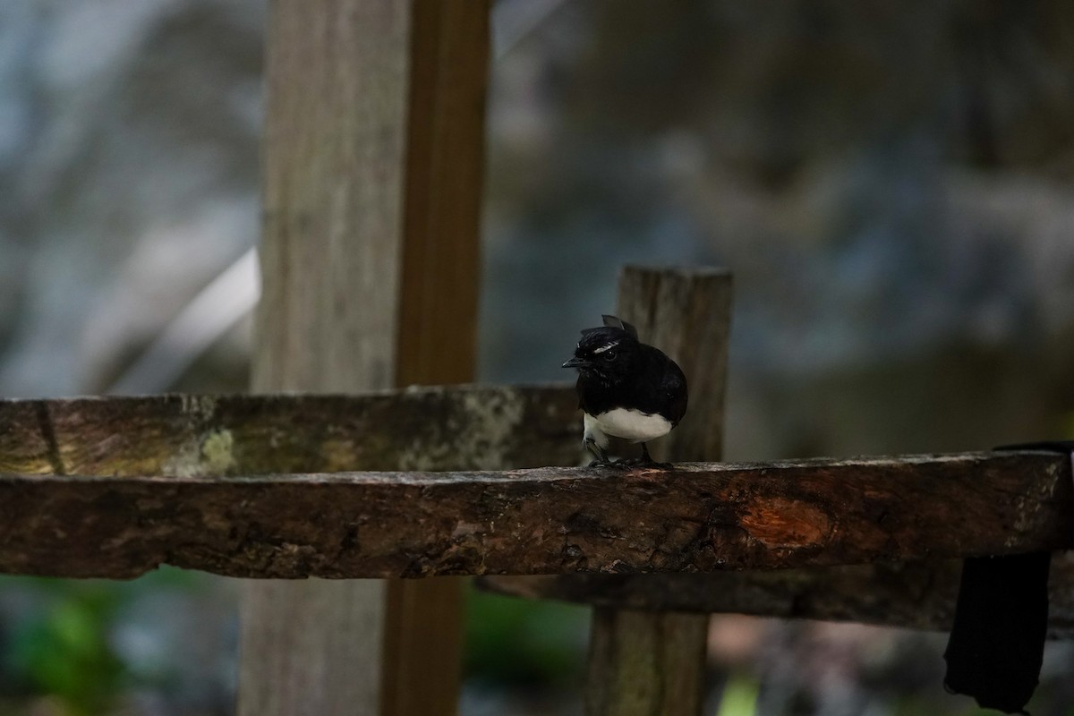 Willie-wagtail - ML642147564