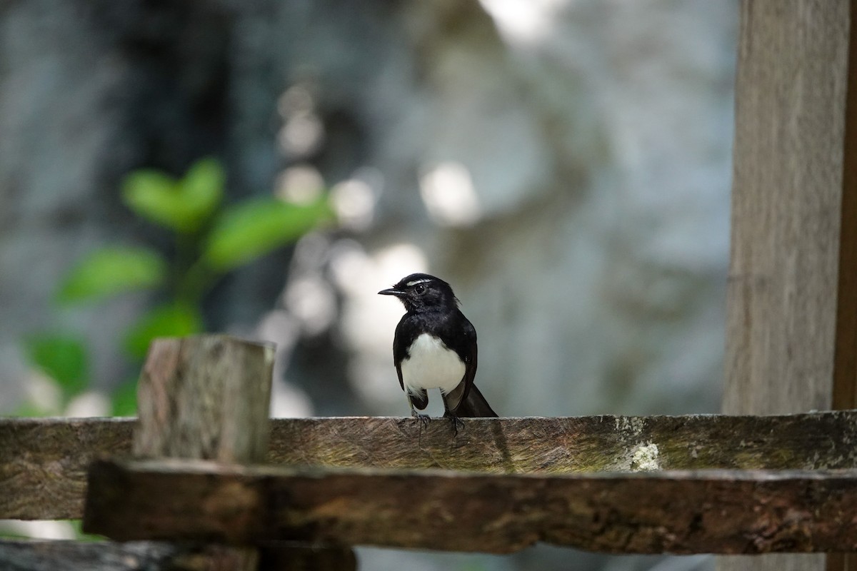 Willie-wagtail - ML642147565