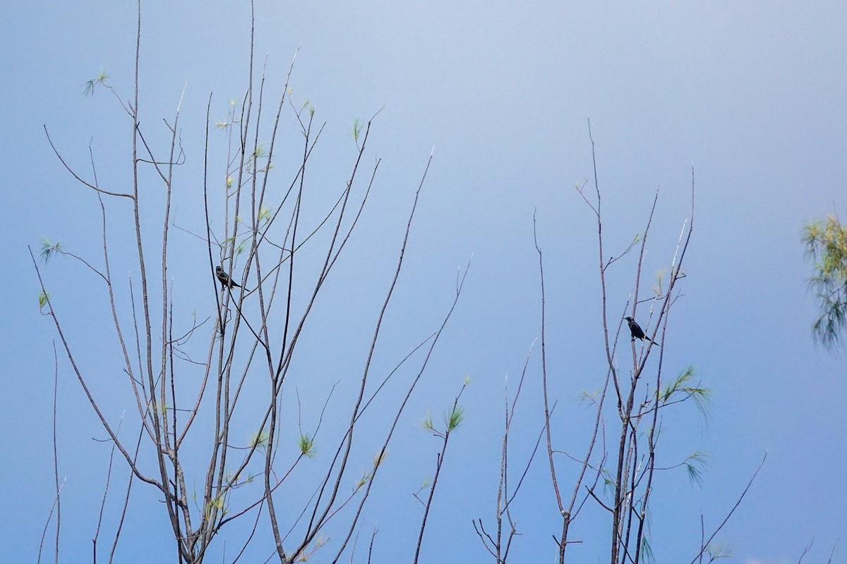 Metallic Starling - ML642147566