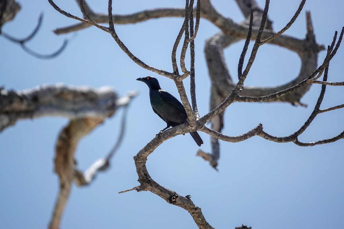 Singing Starling - ML642147568