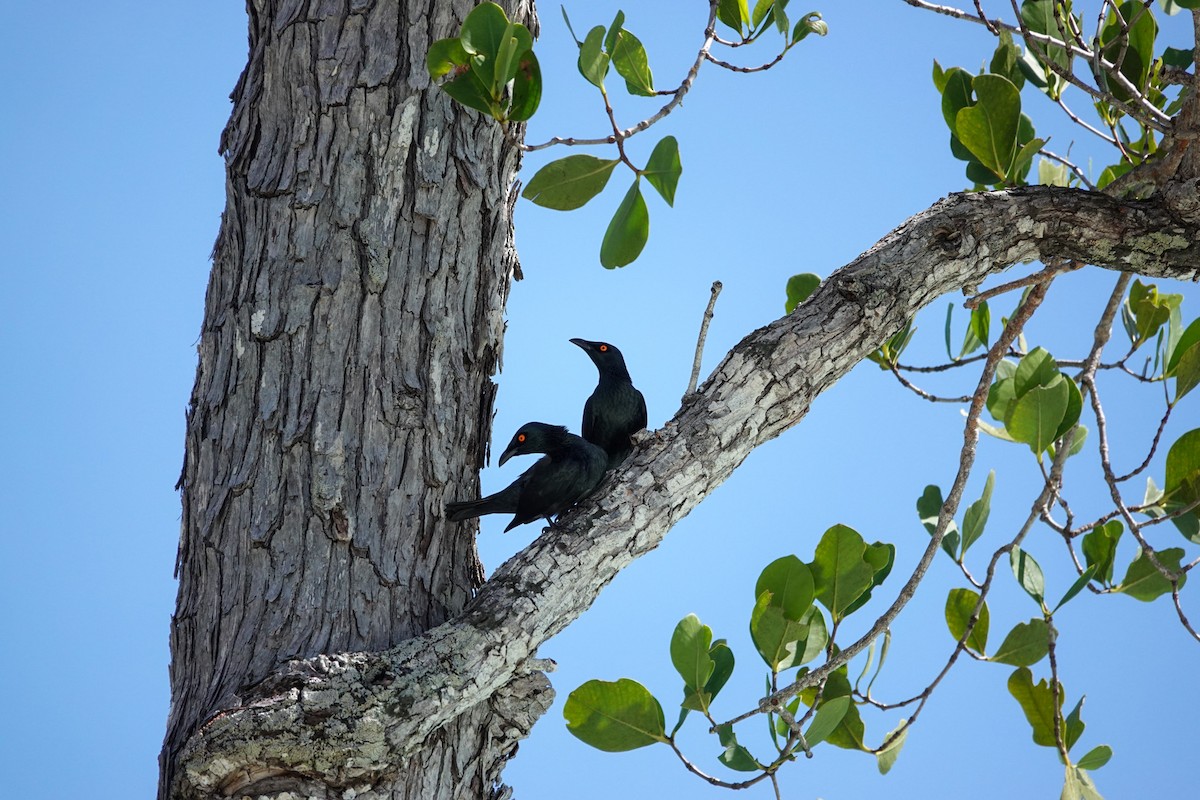 Singing Starling - ML642147569