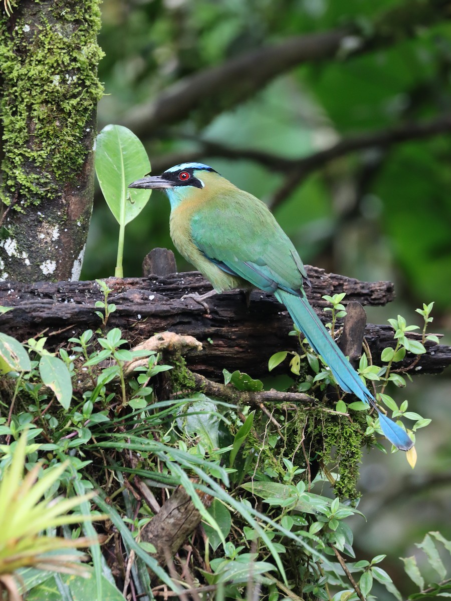 Lesson's Motmot - ML642147571