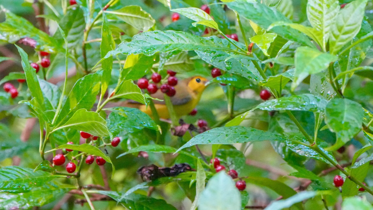 Hooded Warbler - ML642147574