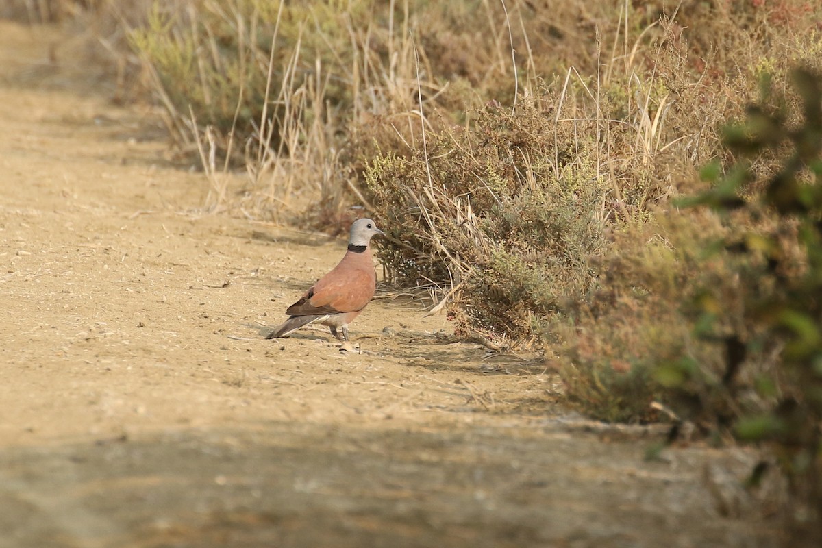 Red Collared-Dove - ML642147575