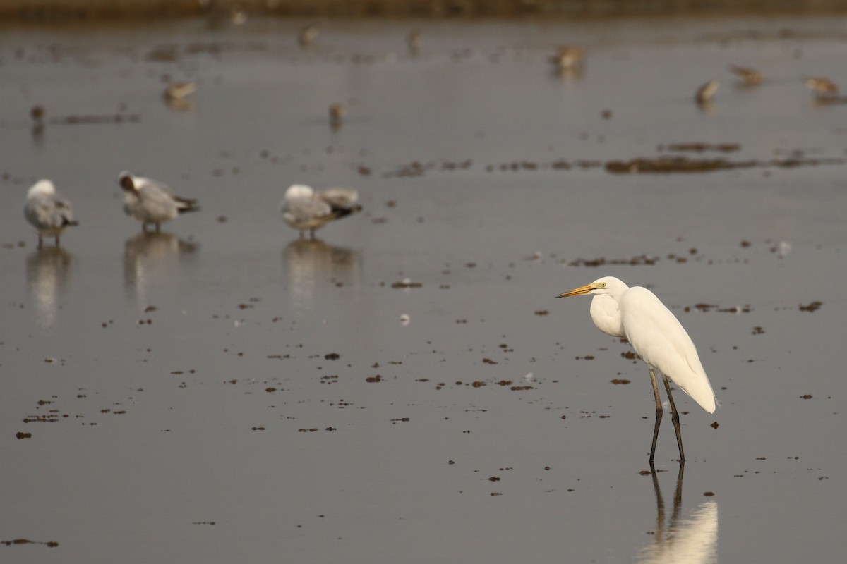 Great Egret - ML642147577
