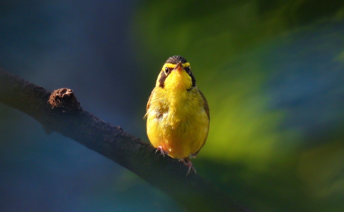 Kentucky Warbler - ML642147578