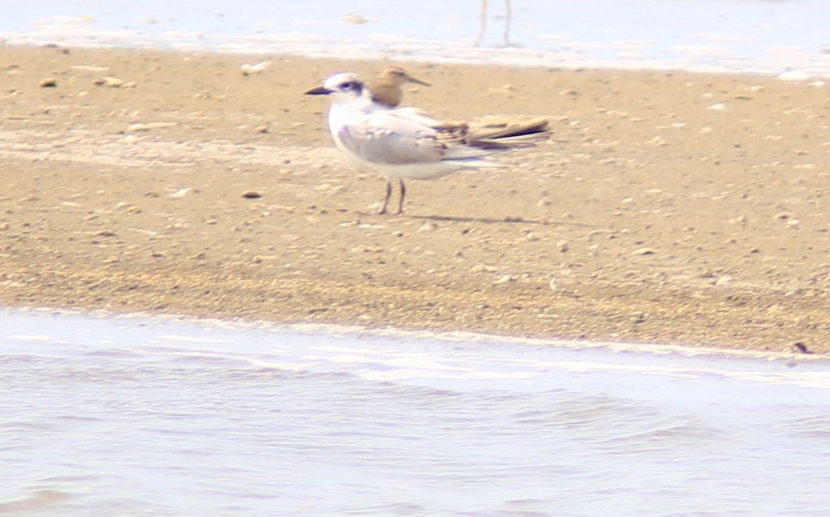 黑腹燕鷗 - ML642147582