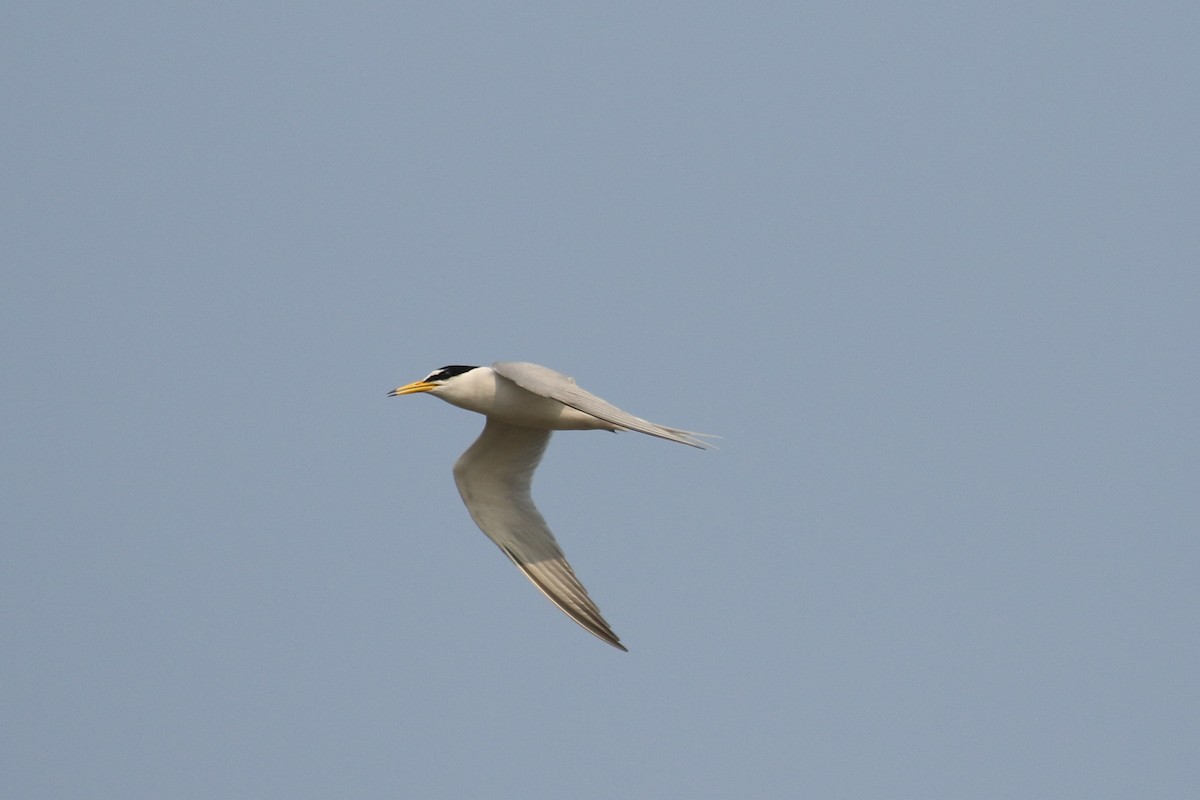Little Tern - ML642147583