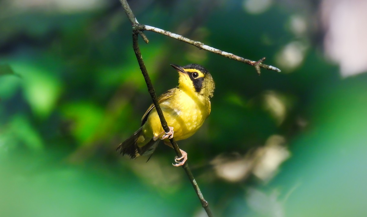 Kentucky Warbler - ML642147585