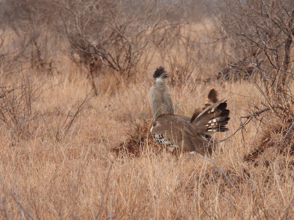 Kori Bustard - ML642147586