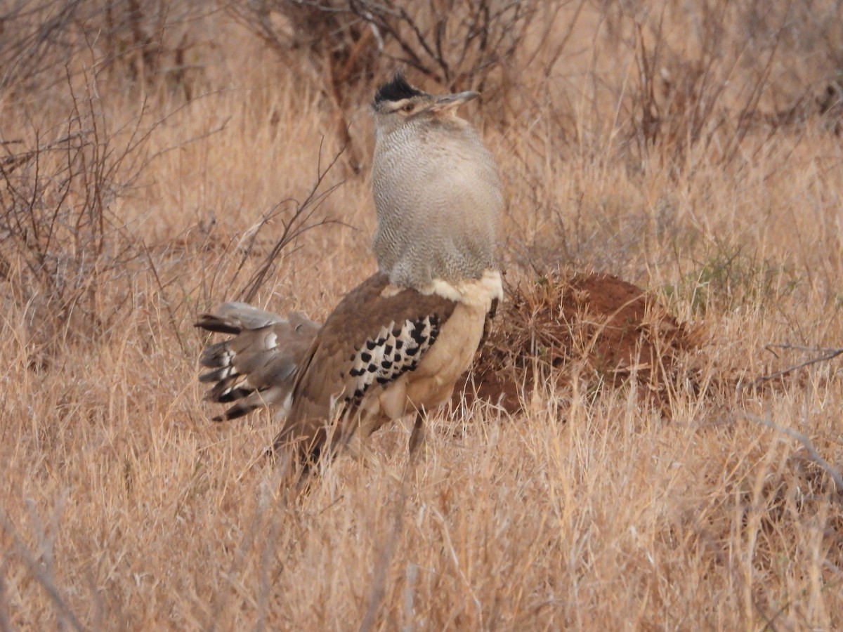 Kori Bustard - ML642147587