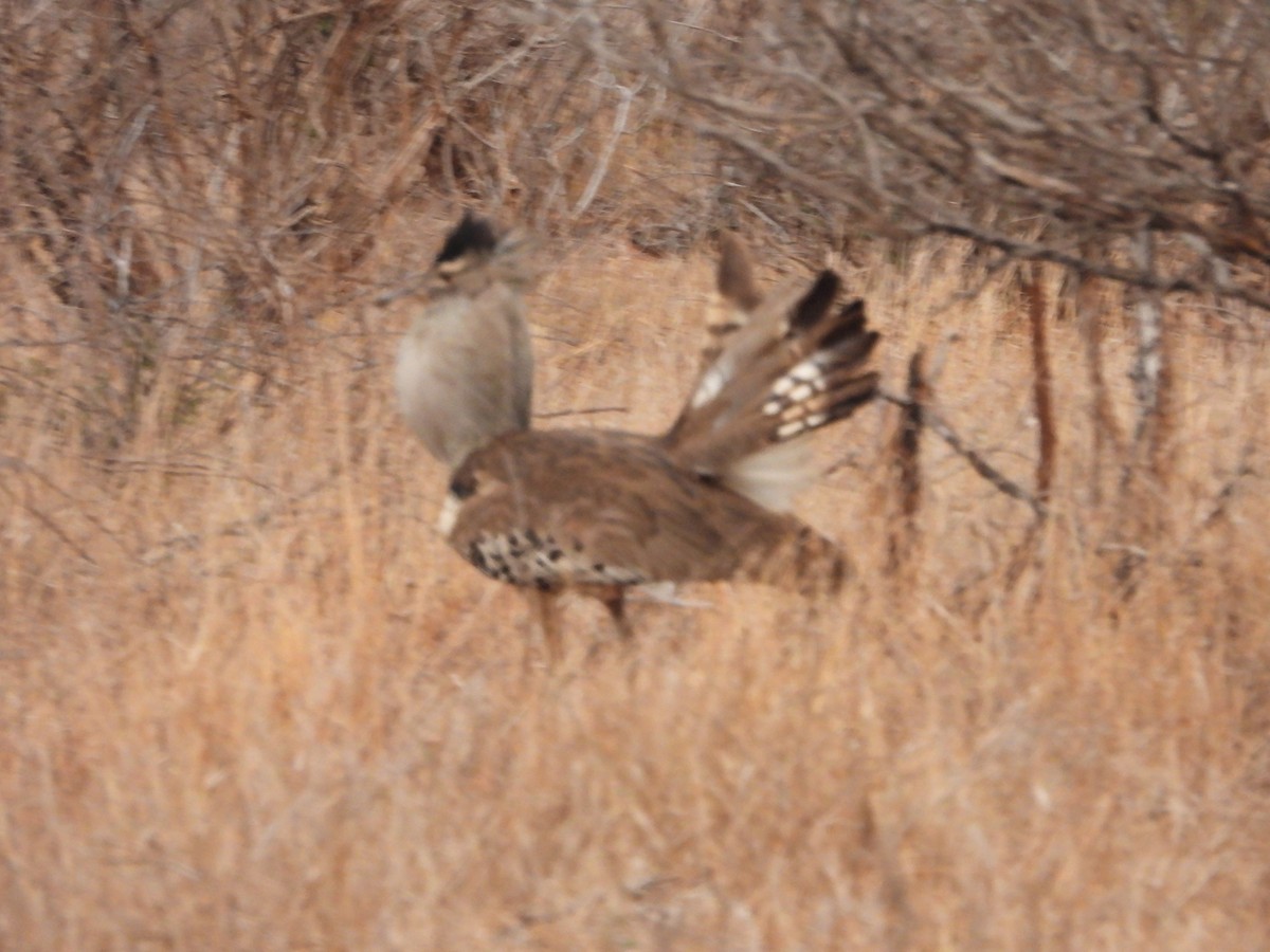 Kori Bustard - ML642147588