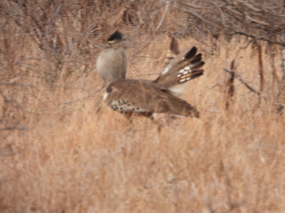 Kori Bustard - ML642147589