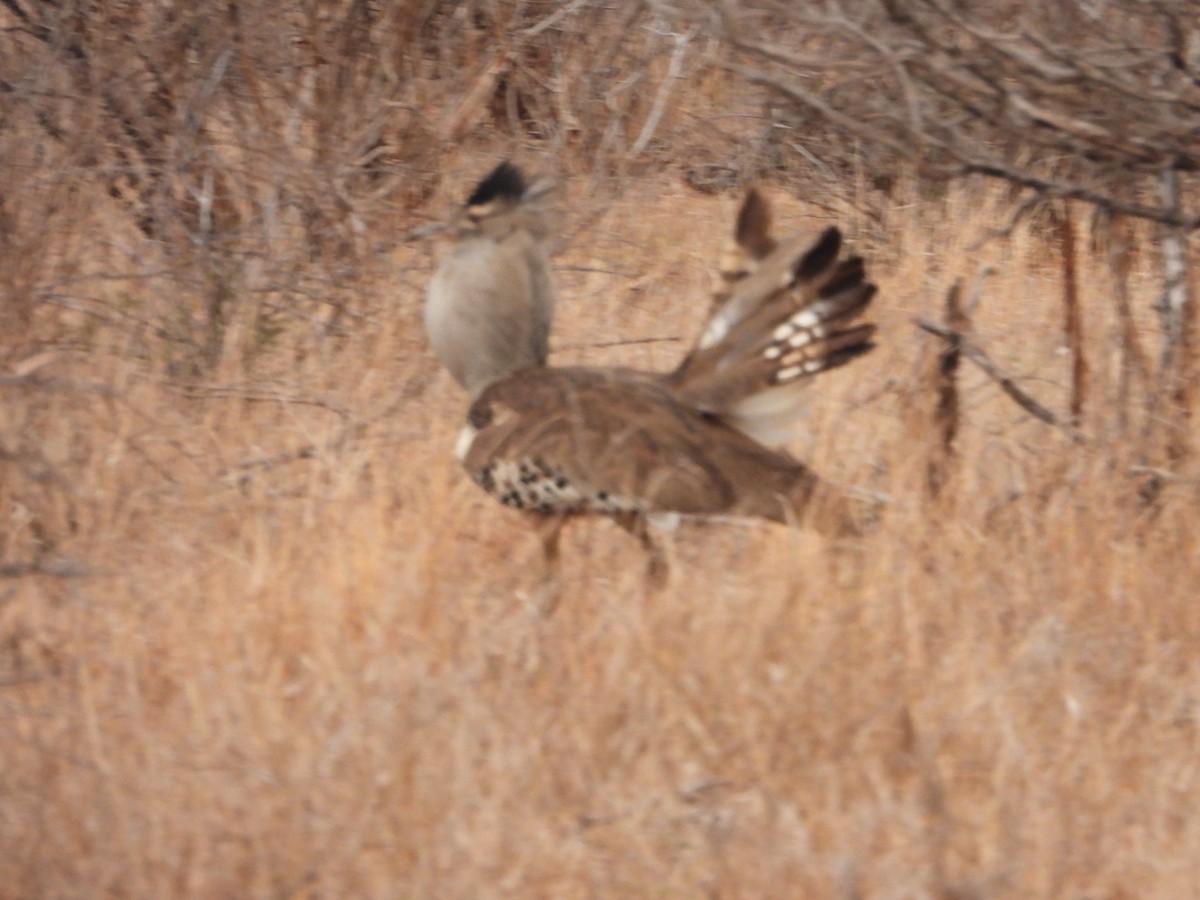 Kori Bustard - ML642147590