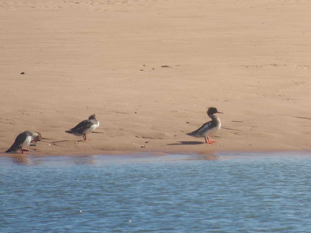 Red-breasted Merganser - ML642147594