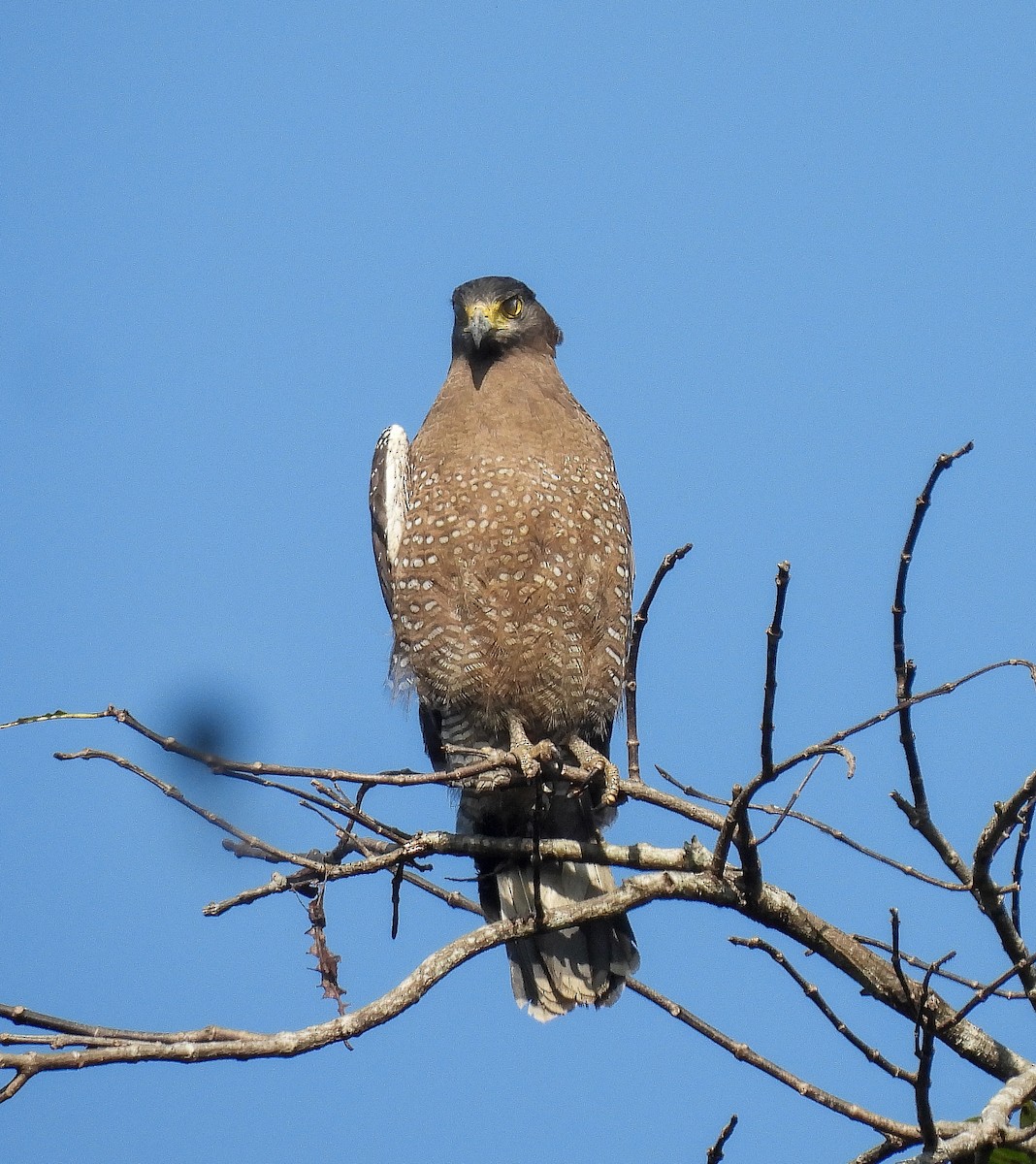 Crested Serpent-Eagle - ML642147600