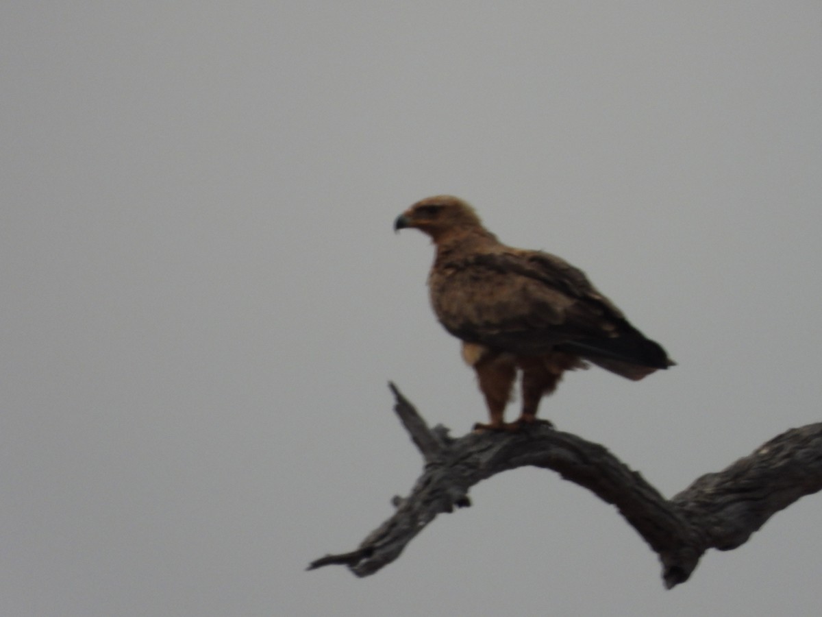 Tawny Eagle - ML642147605