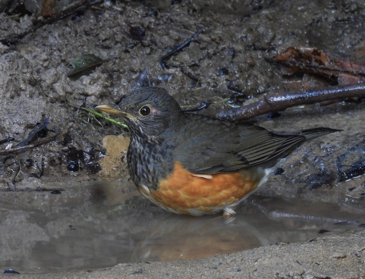 Black-breasted Thrush - ML642147607